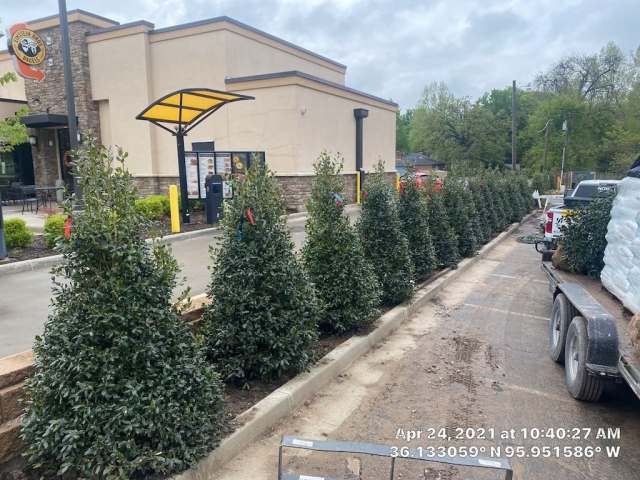 Tulsa Landscaping Projects Grand Bank Row Of Trees