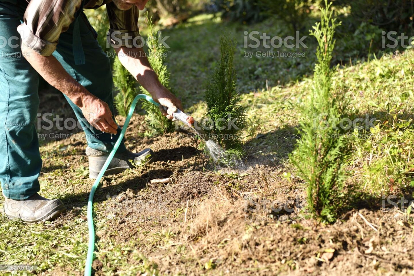 Irrigation Of Ornamental Shrubs In The Garden By Hose And Spray Gun